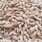 Barley for Sale