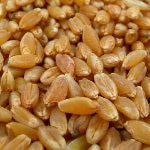 Wheat for Sale