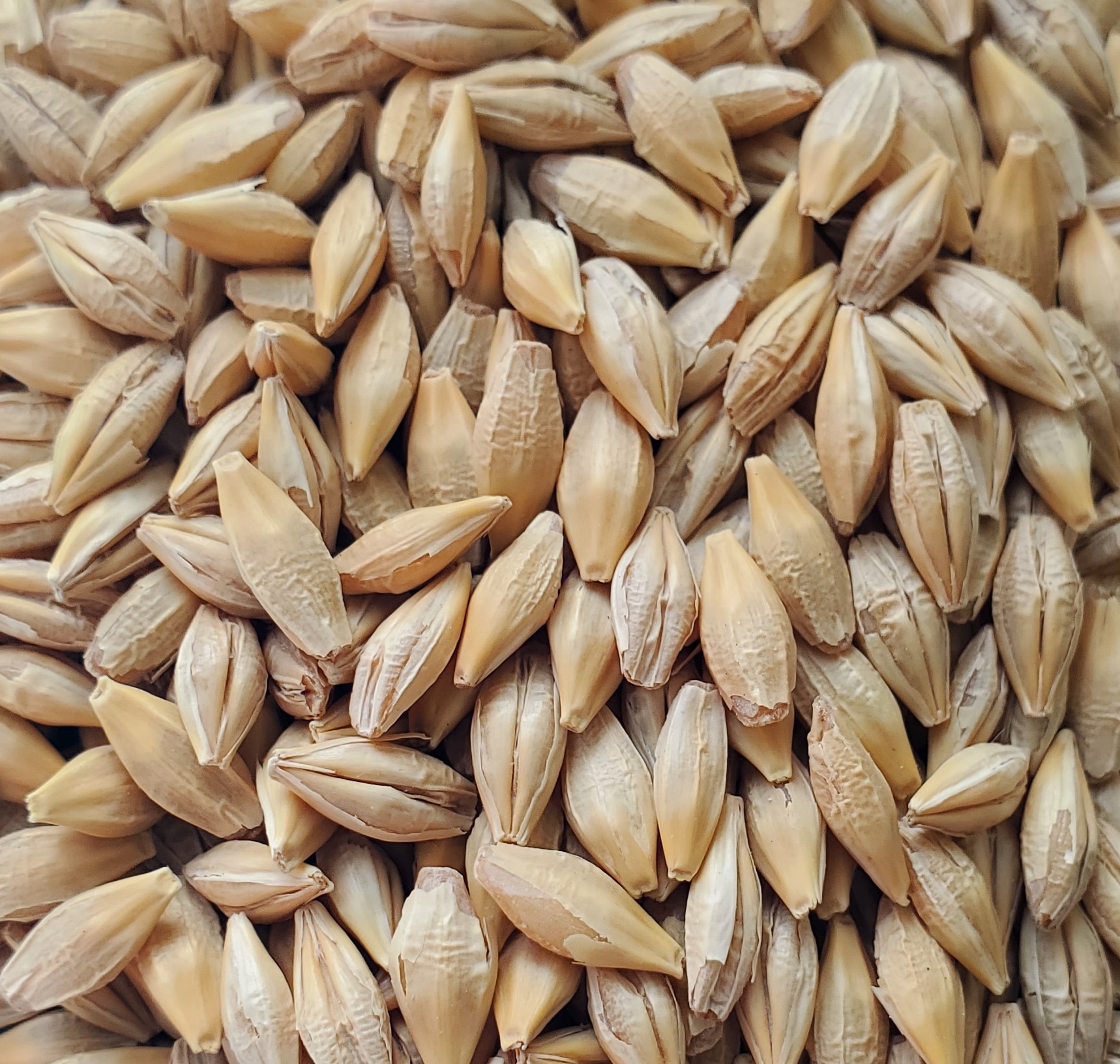 Barley for Sale