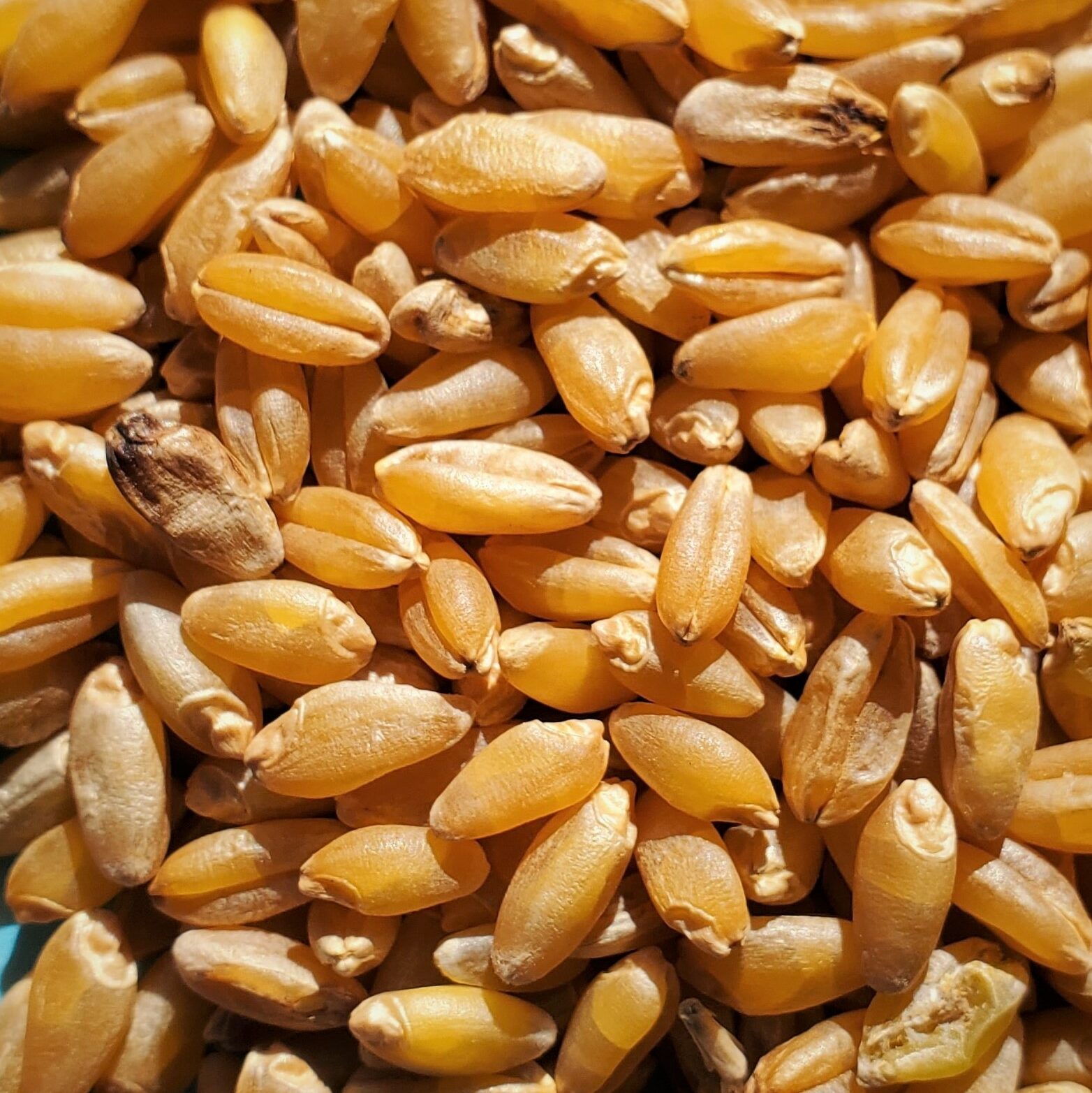 Wheat for Sale