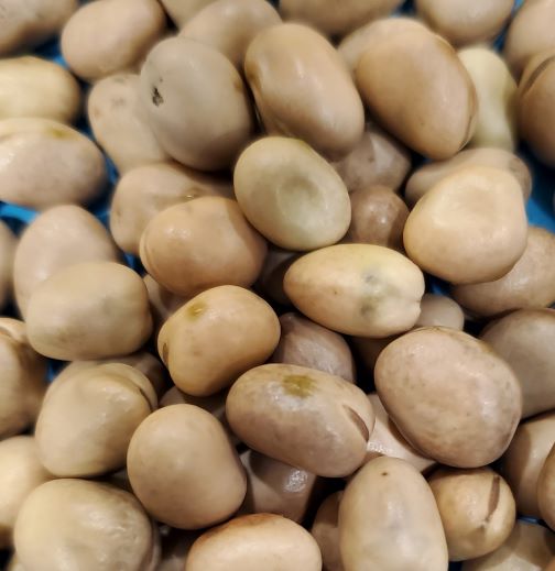 Faba Beans for Sale